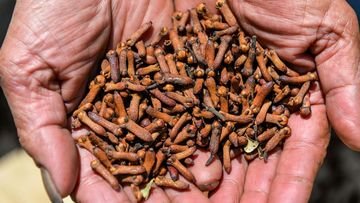 TOPINDIATOURS Breaking kesehatan: Temuan Awal KLH soal Cengkeh RI yang Terkontaminasi Radi