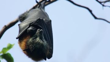 TOPINDIATOURS Eksklusif kesehatan: Ramai Virus Nipah, Kemenkes Minta Warga Lapor Jika Berg